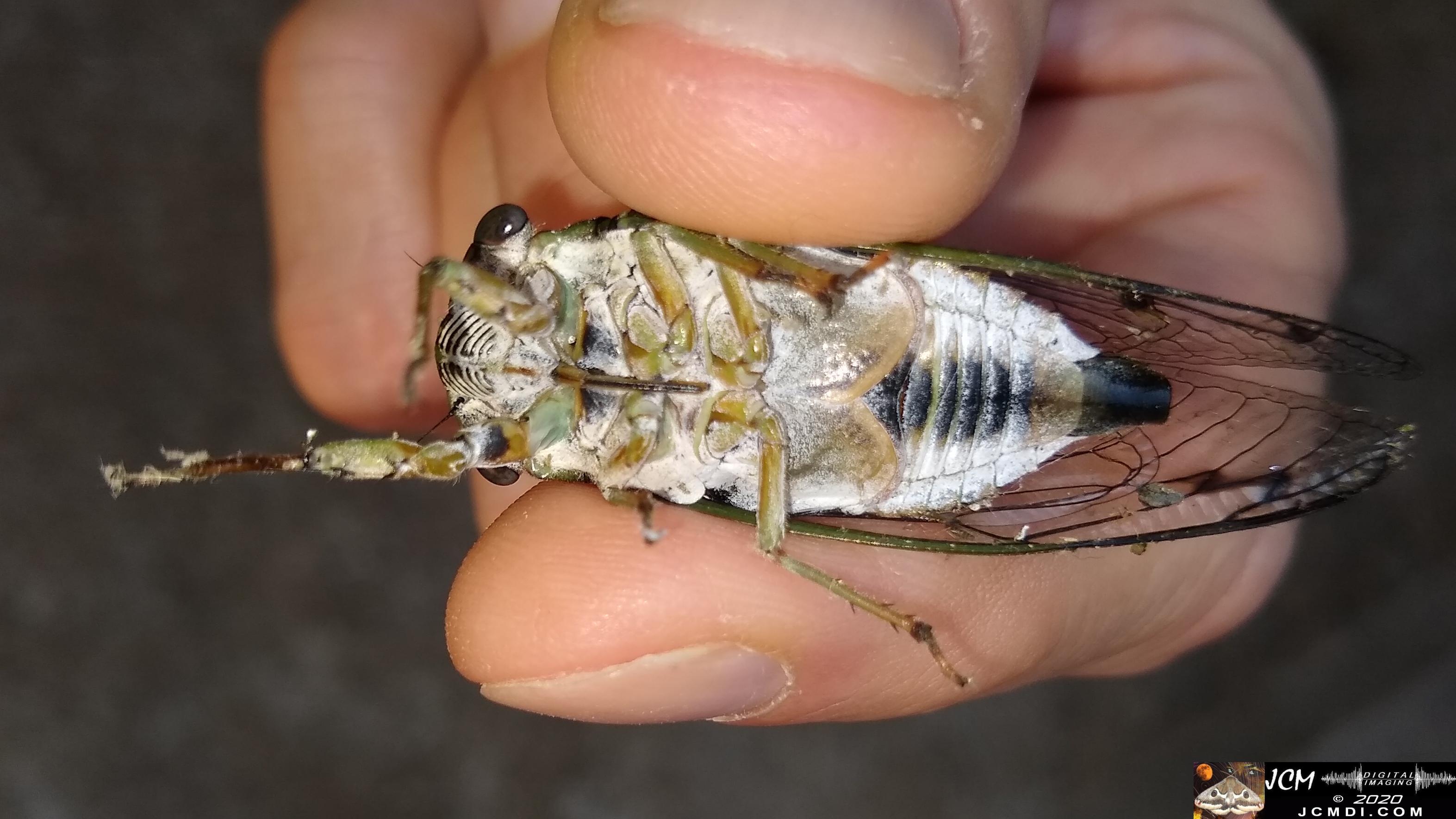 20190820 TN Cicada on concrete